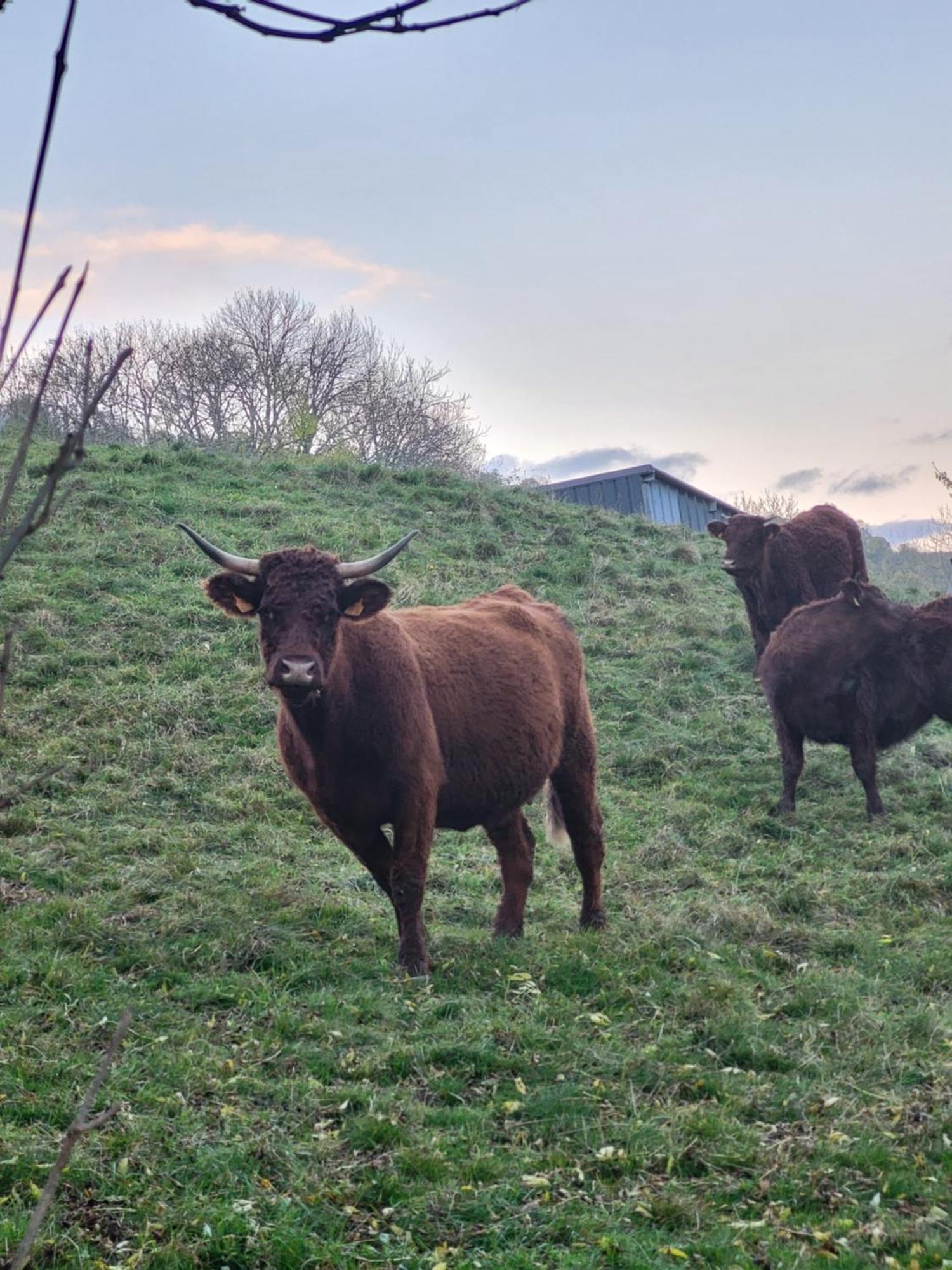 Recente Au Coeur Des Monts Du Cantal Laveissière